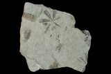 Fossil Flora (Neuropteris & Sphenophyllum?) Plate - Kentucky #142421-1